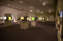 Wasp_exhibition__DSC3526